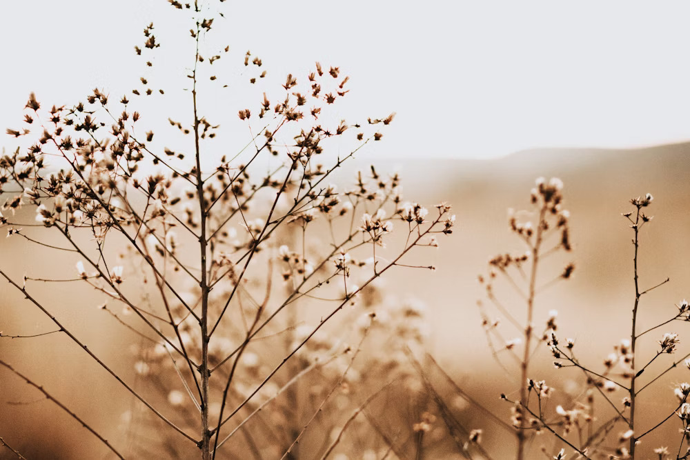 field